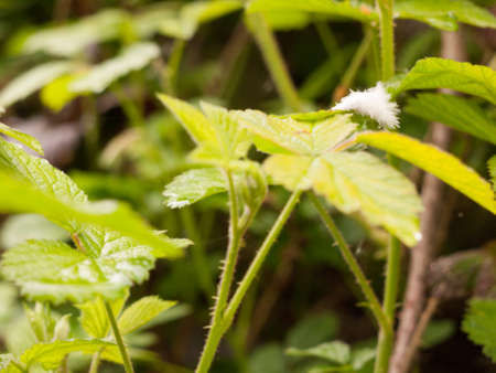 White Little Feather On Leaf Top in Sun Lightの写真素材