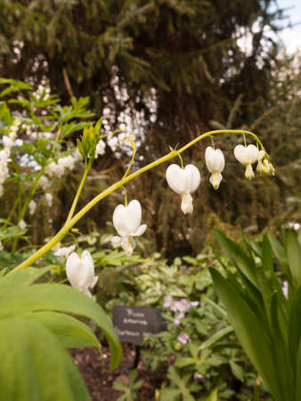 Incredible White and Hanging Bleeding Hearts in the Garden. Lamprocapnos spectabilis 'Alba'. Stunningの写真素材