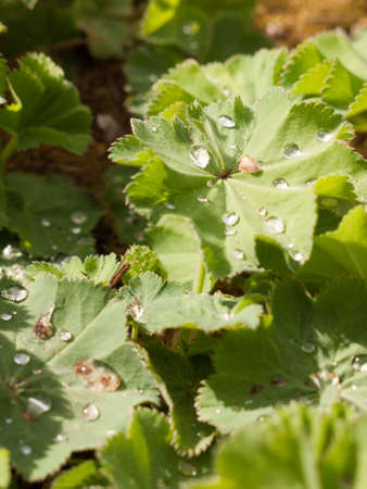 Water Droplets upon the Green Leaf Head of A plant in the day lightの写真素材
