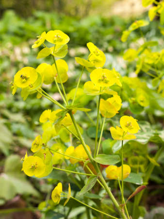 Beautiful Green Euphorbia in the spring and in the garden closeup with insects