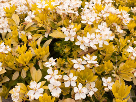 a bunch of white flowers mixed with yellow flowers to create a beautiful and pretty stunning arrangement of flowers in the garden looking vibrant and moving in springの写真素材