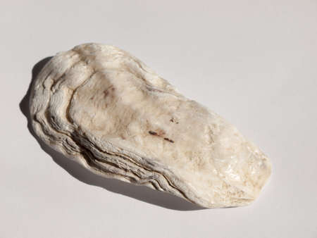 a white and brown rough textured oyster shell taken from a beach marine sailing maritimeの写真素材