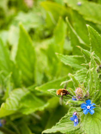 a bee in motion above a blue flower and green leaf and green blur background its wings moving and eating the pollen in springの写真素材