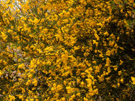 beautiful tree seen from the side with tons and dozens of gorse yellow oily wax flower heads shining in the day time sun looking stunning and bright and fresh in spring and summer heat festiveの写真素材
