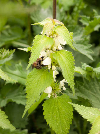 a wonderful and stunning macro of a bee with its head submerged and planted into the flower head of a dead nettle plant in the spring light collecting and harvesting pollen to make honey bumble beeの写真素材