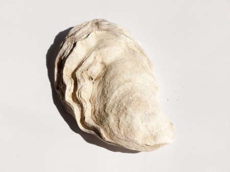 a white and brown rough textured oyster shell taken from a beach marine sailing maritimeの写真素材