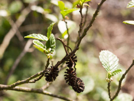 some lovely small pinecones macro in sunlight and sharp and clear in springの写真素材