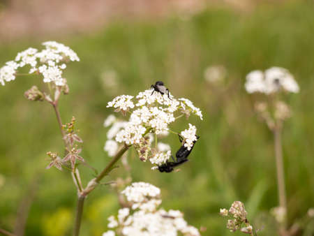 a bunch of black flies resting on some cow parsley in spring macro close up with full detail and wingsの写真素材