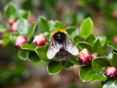 a close up macro of a bee on a garden plant taken from behind with wings in view no eyesの写真素材