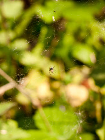 a spider upon its web in focus with bokeh blue plant and leaf forest background
