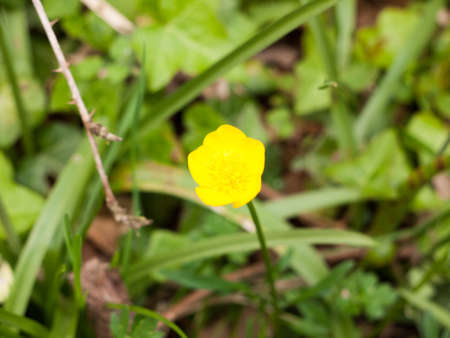 A beautiful crisp and clear single yellow buttercup in spring time lightの写真素材