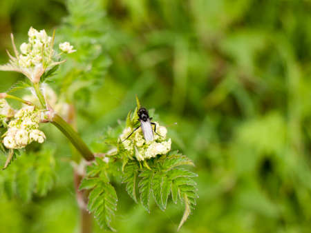 a clear and crisp day time shot of a large and detailed black fly resting upon and eating some cow parsley in springの写真素材