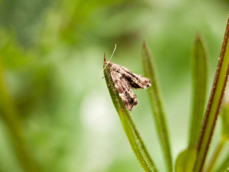 a tiny brown pattern moth resting on a blade of grass blur selective focus outside in forest with antenna in spring lightの写真素材