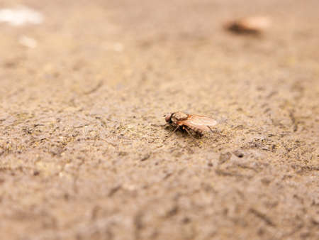 a fly resting on the ground detail and macro close up stunning and scary phobia nice textureの写真素材