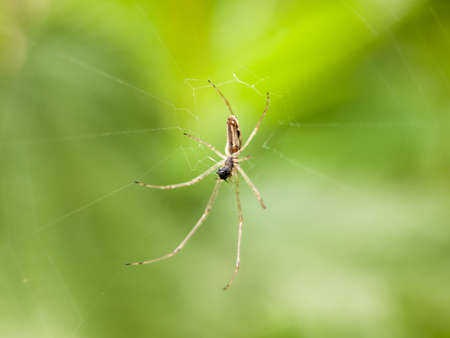 a spider hanging down close up on a web in the spring light with detail interestingの写真素材