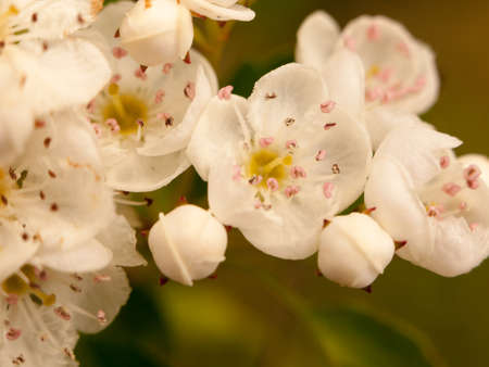beautiful tree blossom pink and yellow and white close up detail pretty sharp and vibrantの写真素材