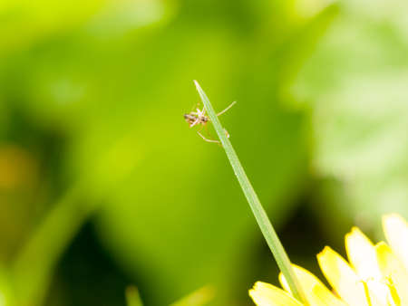 a small little delicate spider hanging onto the end of a green grass blade in spring macro blurの写真素材