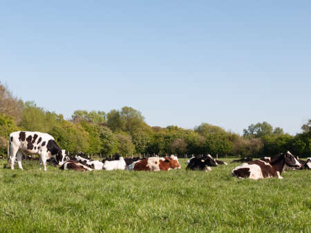 different colored cows, black, white brown resting and grazing in a field outside on a sunny dayの写真素材