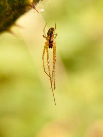a thin hanging spider with hairy legs waiting on its webの写真素材