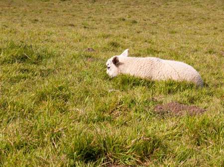 a resting head down little lamb sheep in the spring on a field on its ownの写真素材