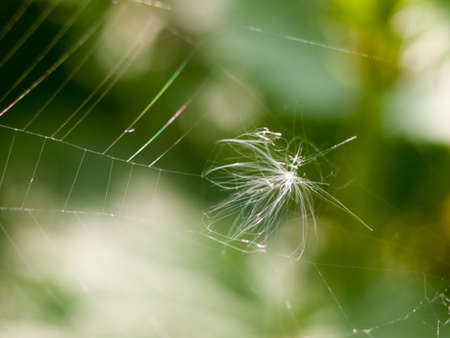a dandelion head caught upon a web in the outside forestの写真素材