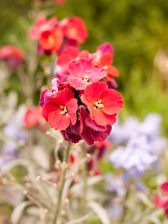 close up macro isolated of close red small petal flower bunch in front garden potの写真素材