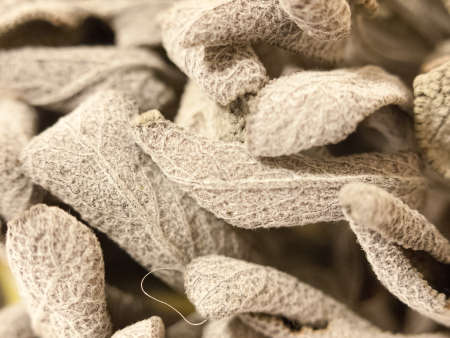 close up texture and detail of some dried sage leavesの写真素材