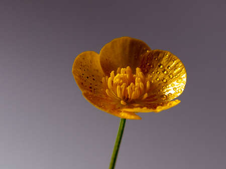 close up macro of a wet buttercup inside studio