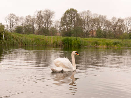 a lovely mute swam on a river in uk spring park swimming awayの写真素材