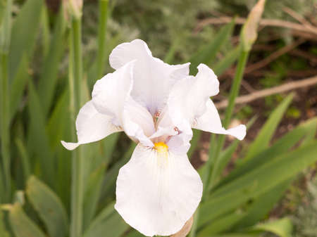 close up of a white iris flower head open and closed in gardenの写真素材