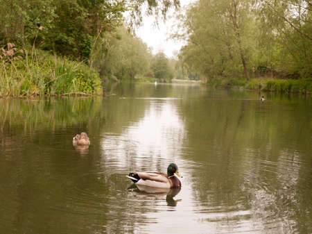 two female and male mallards close up on a river in spring