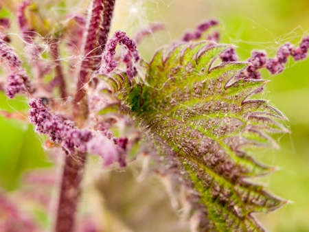 close up of spider web covering plant nettle leaves macro close up in spring late afternoon detail