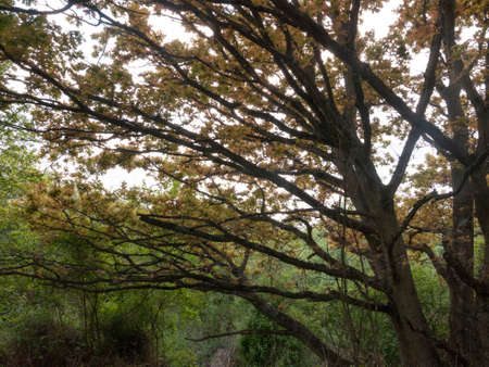 gorgeous golden red and yellow tree leaves with tree branches in the forest in spring in the country
