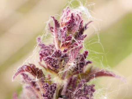 close up of spider web covering plant nettle leaves macro close up in spring late afternoon detail