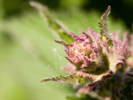 the purple top of a nettle plant outside close up macro spring day light heat and sunの写真素材
