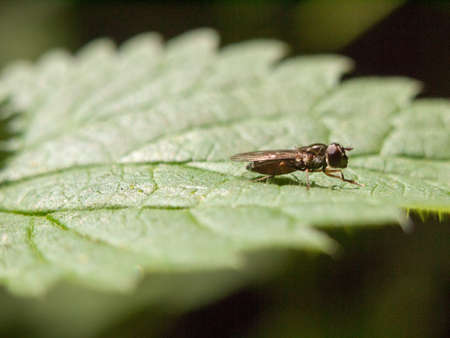 fly resting on a leaf close up detail macro outside in meadow forest day time