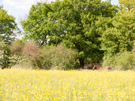 a brown horse resting relaxing and gazing in a summer field of buttercups outside uk essex country peaceの写真素材