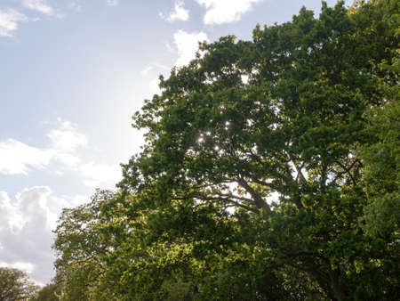 the tops of a lush green oak tree and the sun behind it close up in the middle of the country in the...