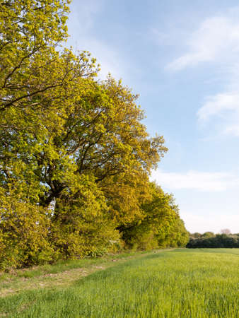 tree line outside in field farm sunshine beautiful lightの写真素材