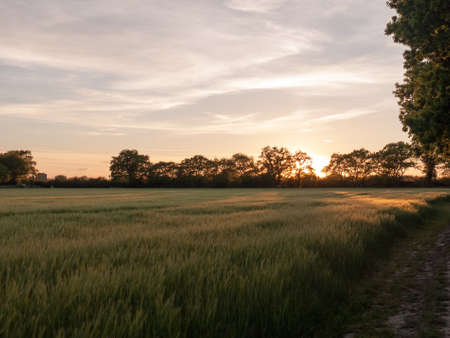 a sunset scene outside in a farm field of green crop and a golden hue and wonderful vibrant colours that are serene natural and peacefully stunningの写真素材