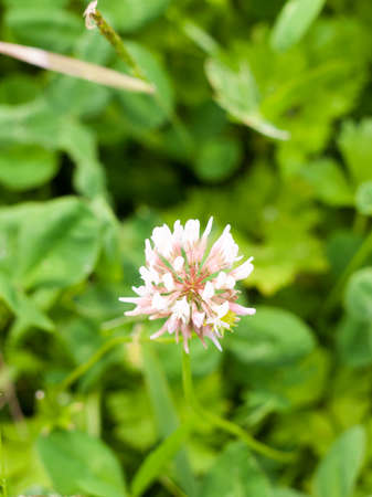 single clover flower head arising out of grass and meadowの写真素材