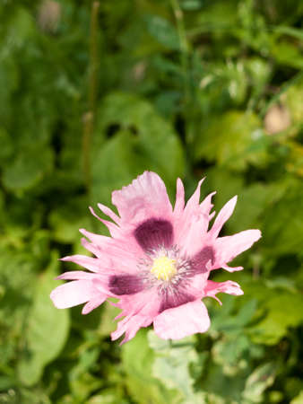 pink wild poppy flower head with purple inside grass background lushの写真素材