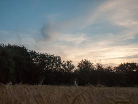 sunset over a grain field outside with sky and treesの写真素材