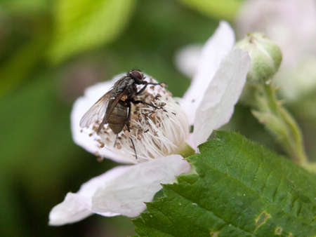 flower head outside in spring with big flyの写真素材