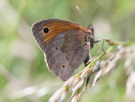 beautiful moth in the grass and on the leaf in summer - wings in focus