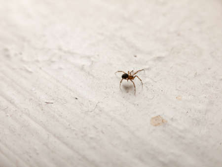 a small spider on the window ledgeの写真素材