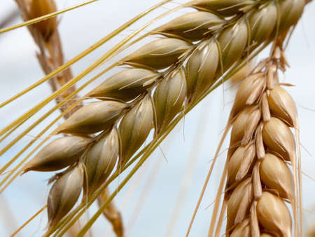 close up macro of corn with sky in backgroundの写真素材