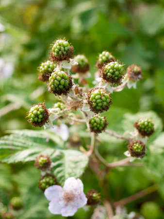 blackberries growing in the early summer heat and light not yet ready to eatの写真素材