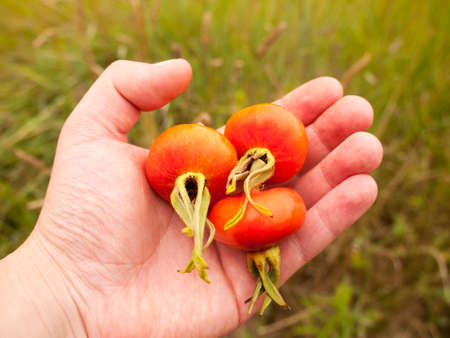 Three Picked Rosa rugosa Rose Hips Haws or Heps in Wild Held in Hand; Essex; UK