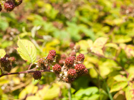 Growing Red Blackberries Bush Outside in Summer Fruit; Essex; UK